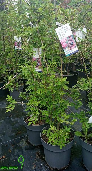Zanthoxylum simulans - Сичуанський перець 000007386#311225    фото