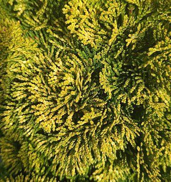 Chamaecyparis obtusa 'Aurea' - Кипарисовик тупий 'Aurea' 000007386#303801    фото