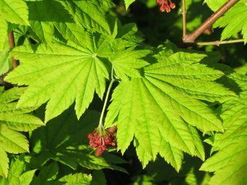 Acer japonicum 'Vitifolium' - Клен японський 'Vitifolium' 000007386#302090    фото