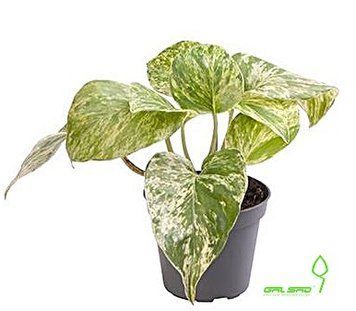 Епіпремнум MARBLE QUEEN 000007386#323985    фото