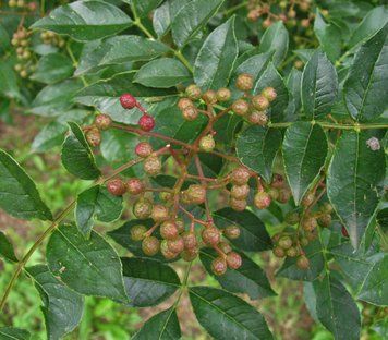 Zanthoxylum simulans - Сичуанський перець 000007386#311225    фото