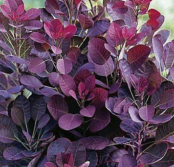 Cotinus coggygria 'Royal Purple' - Скумпія звичайна 'Royal Purple' 000007386#304128    фото
