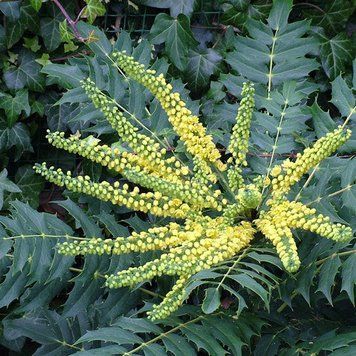 Mahonia media "Winter Sun" - Магонія середня "Winter Sun" 000007386#312726    фото