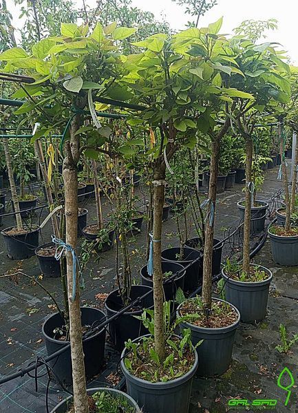 Catalpa bignoides 'Nana' -Катальпа бігнонієвидна 'Nana' 000000290#000005822 фото