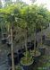 Catalpa bignoides 'Nana' -Катальпа бігнонієвидна 'Nana' 000000290#000005822 фото 2