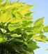 Catalpa bignoides 'Nana' -Катальпа бігнонієвидна 'Nana' 000000290#000005822 фото 1
