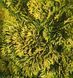 Chamaecyparis obtusa 'Aurea' - Кипарисовик тупий 'Aurea' 000007386#303801    фото 1