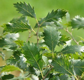 Zelkova сcarpinifolia "Verschaffeltii" - Дзельква граболиста "Verschaffeltii" 000007386#311238    фото