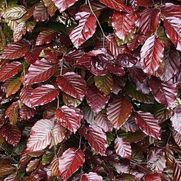 Fagus sylvatica 'Atropunicea' - Бук лісовий "Atropunicea' 000000340#000008489 фото