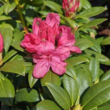 Rhododendron - Рододендрон 000007386#309102    фото