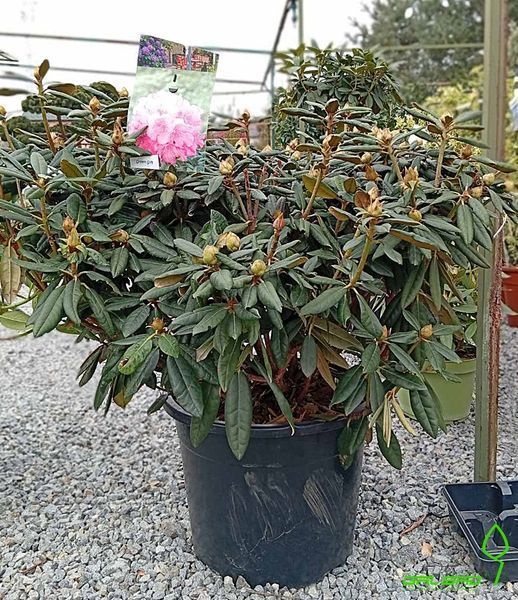 Rhododendron - Рододендрон 000007386#309102    фото