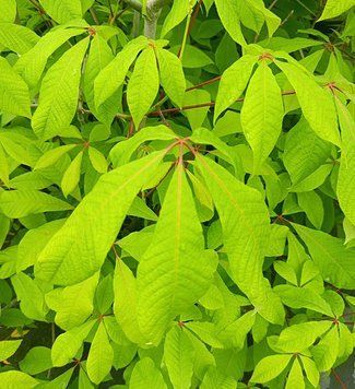 Aesculus parviflora - Гіркокаштан дрібноцвітий 000007386#302435    фото