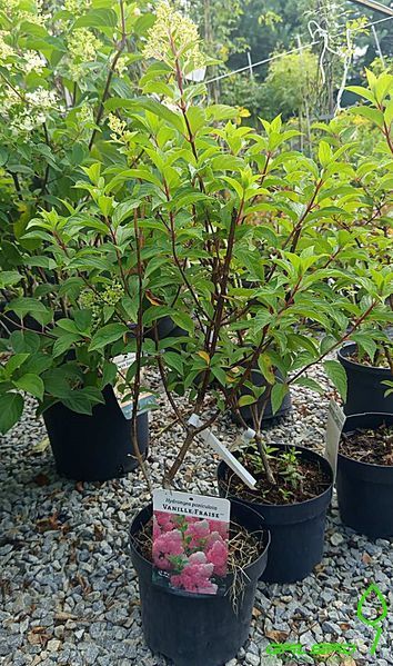 Hydrangea paniculata 'Vanila-Fraise' - Гортензія волотиста 'Vanila-Fraise' 000003185#000011240 фото