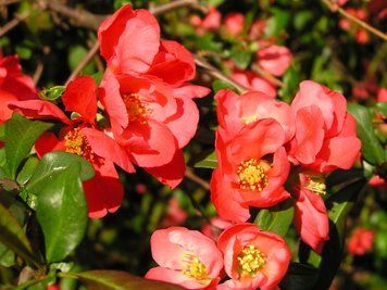 Chaenomeles japonica - Хеномелес японський 000007386#303695    фото