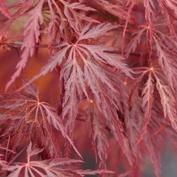 Acer palmatum 'Inaba-shidare' - Клен японський 'Inaba-shidare' 000007386#302198    фото