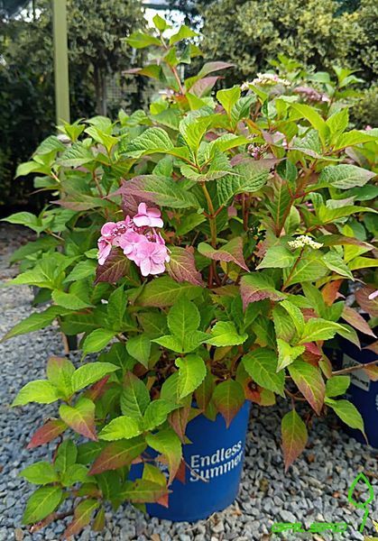 Hydrangea macrophylla 'Endless Summer' - Гортензія крупнолиста 'Endless Summer' 000007386#305148    фото
