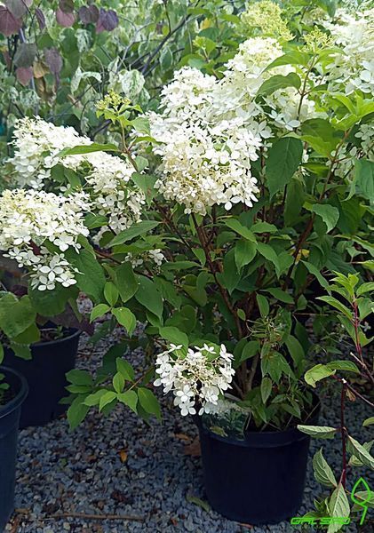 Hydrangea paniculata 'Phantom' - Гортензія волотиста 'Phantom' 000003161#000007222 фото