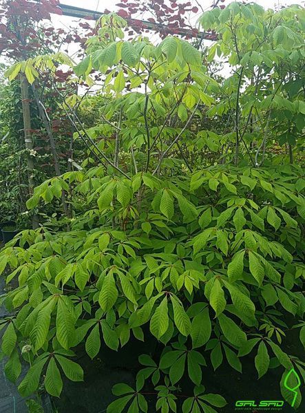 Aesculus parviflora - Гіркокаштан дрібноцвітий 000007386#302435    фото
