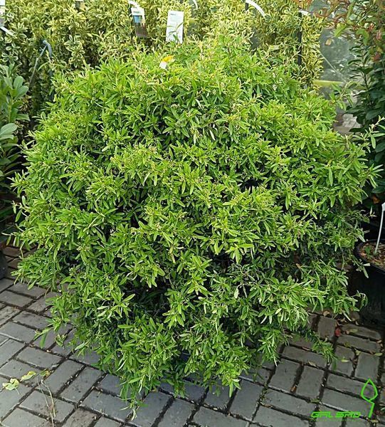 Pyracantha 'Navaho' - Піраканта 'Navaho' 000007386#347044    фото