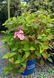 Hydrangea macrophylla 'Endless Summer' - Гортензія крупнолиста 'Endless Summer' 000007386#305148    фото 2