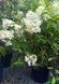 Hydrangea paniculata 'Phantom' - Гортензія волотиста 'Phantom' 000003161#000007222 фото 2