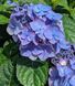 Hydrangea macrophylla 'Endless Summer' - Гортензія крупнолиста 'Endless Summer' 000007386#305148    фото 1