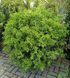 Pyracantha 'Navaho' - Піраканта 'Navaho' 000007386#347044    фото 2