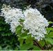 Hydrangea paniculata 'Phantom' - Гортензія волотиста 'Phantom' 000003161#000007222 фото 1
