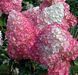 Hydrangea paniculata 'Vanila-Fraise' - Гортензія волотиста 'Vanila-Fraise' 000003185#000011240 фото 1