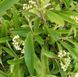 Pyracantha 'Navaho' - Піраканта 'Navaho' 000007386#347044    фото 1