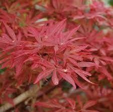 Acer palmatum 'Shaina' - Клен японський 'Shaina' 000007386#301505    фото