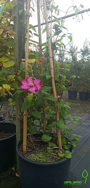 Clematis - Клематис в асортименті 000003678#000006054 фото