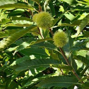 Castanea sativa Bouche de Betizar - Каштан їстівний Bouche de Betizar 000007386#303568    фото