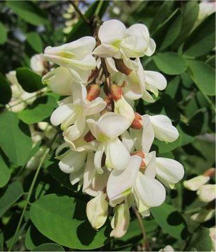 Robinia pseudoacacia 'Twisty Baby' - Акація звичайна (робінія) 'Twisty Baby' 000007386#309155    фото