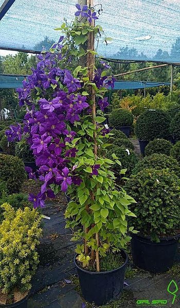 Clematis - Клематис в асортименті 000003678#000006054 фото