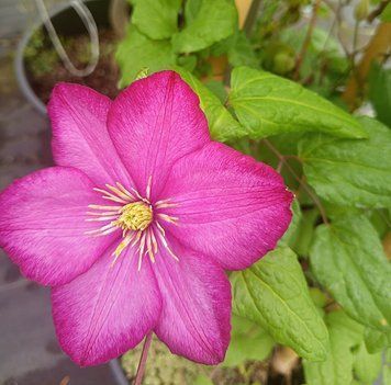 Clematis - Клематис в асортименті 000003678#000006054 фото