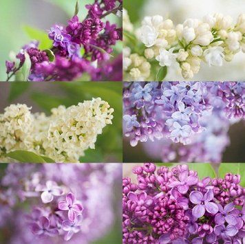 Syringa в асортименті - Бузок 000002733#000009609 фото