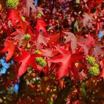 Liquidambar styraciflua 'Woorplesdon' - Ліквідамбар смолоносний 'Woorplesdon' 000007386#306265    фото