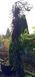 Picea abies 'Inversa' - Ялина європейська 'Inversa' 000000120#000010622 фото 2
