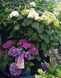 Hydrangea - Гортензія 000007386#305112    фото 2