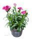 Гвоздика - Dianthus 17/25 пінк 000005601#301173    фото 1