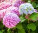 Hydrangea - Гортензія 000007386#305112    фото 1