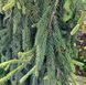 Picea abies 'Inversa' - Ялина європейська 'Inversa' 000000120#000010622 фото 1