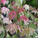 Acer negundo 'Flamingo' - Клен ясинелистий 'Flamingo' 000003680#000009563 фото 1
