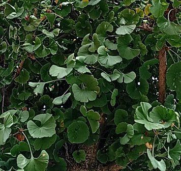 Ginkgo biloba 'Mariken' - Гінкго дволопатеве 'Mariken' 000000062#000008830 фото