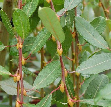 Salix caprea 'Кilmanrock" - Верба козяча 'Кilmanrock" 000003821#000008682 фото