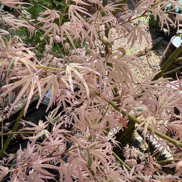 Acer palmatum 'Iyoshi" - Клен японський 'Iyoshi" 000007386#302210    фото