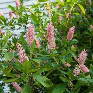 Clethra alnifolia "Rosea" - Клетра вільхолиста "Rosea" 000007386#303938    фото
