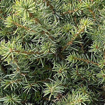 Picea omorica 'Karel' - Ялина сербська 'Karel' 000007386#307541    фото