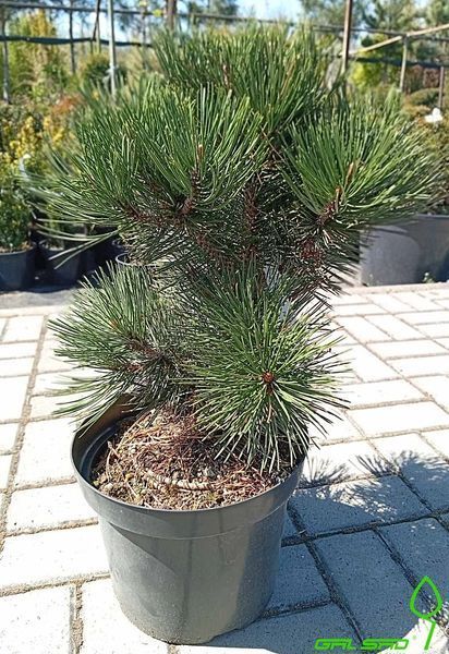 Pinus leucodermis 'Malinki' - Сосна білокора Pinus leucodermis 'Malinki' 000007386#308053    фото